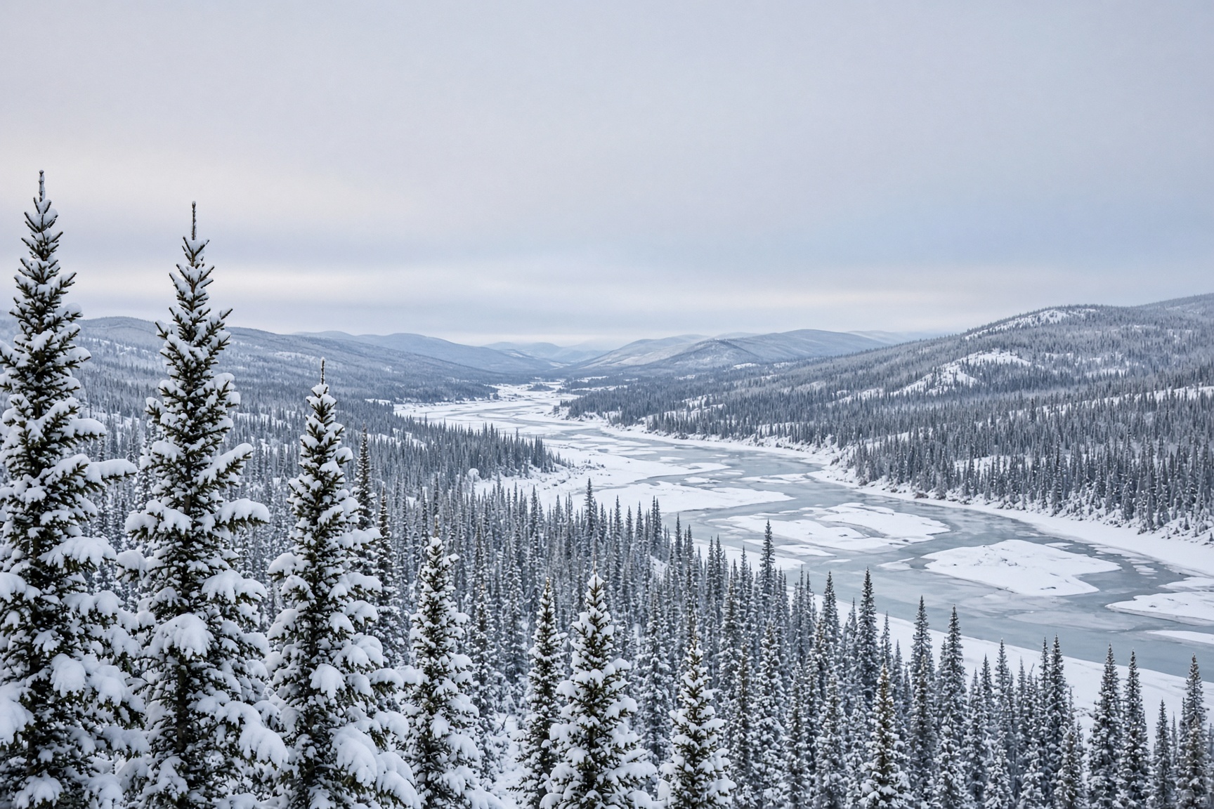 Snow-covered spruce along a frozen Yukon river valley.